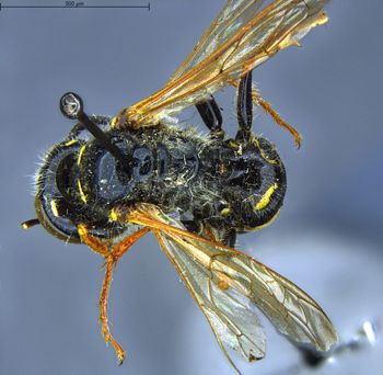 Media type: image;   Entomology 13760 Aspect: habitus dorsal view